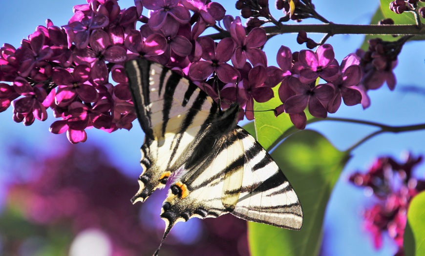 Image 1: Arbusto de las mariposas