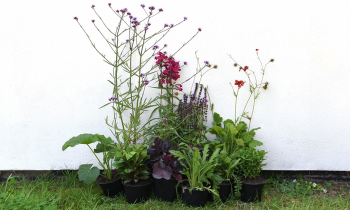 5 Or 10 Cottage Garden Plants 1l Groupon Goods
