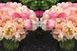 Fragrant Peony Coral Sunset - 1 or 3 Plants - Second Medium