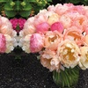 Up To 41% Off Fragrant Peony Coral Sunset - 1 Or 3 Plants 