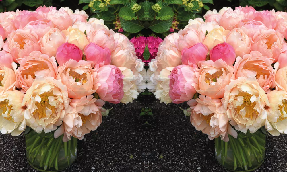 Fragrant Peony Coral Sunset - 1 or 3 Plants