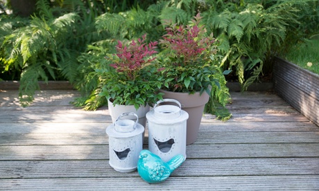 1 o 2 piante XL di Nandina domestica Obsessed