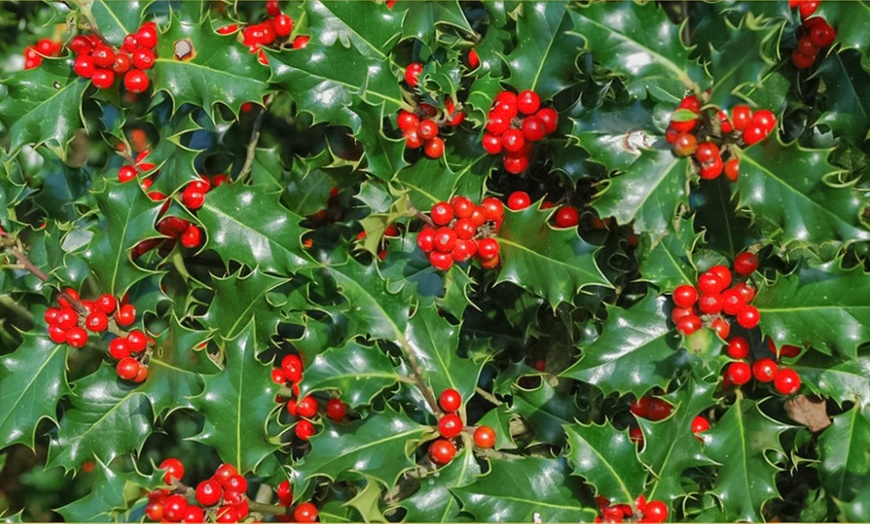 Image 2: Festive Holly Plants