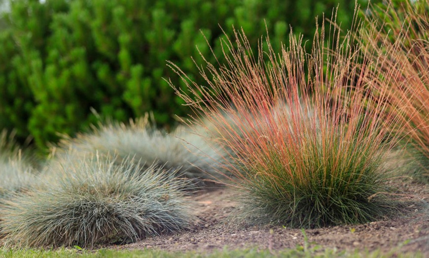 Image 1: Festuca 'Sunrise' Hardy Perennial Grass