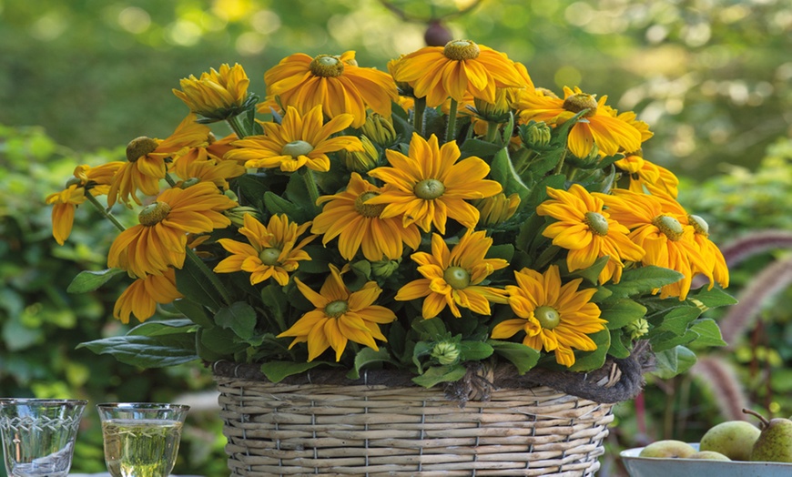 Image 2: Three or Six Rudbeckia Sunshine Collection Plants