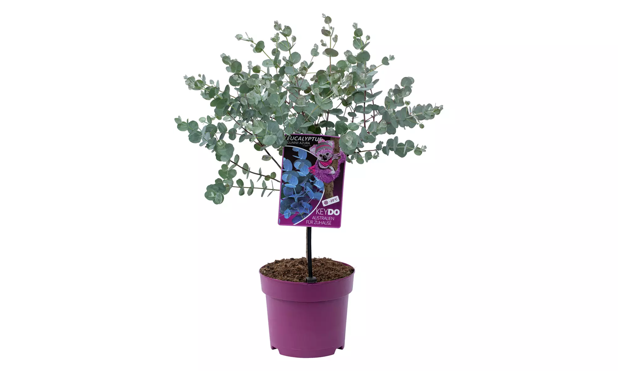 1 o 2 plantas eucalyptus gunni 'Azura' con maceta incluida - Primary Image