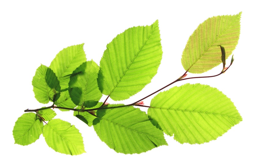 Image 2: Hedge Hornbeam Bare Root Plants 