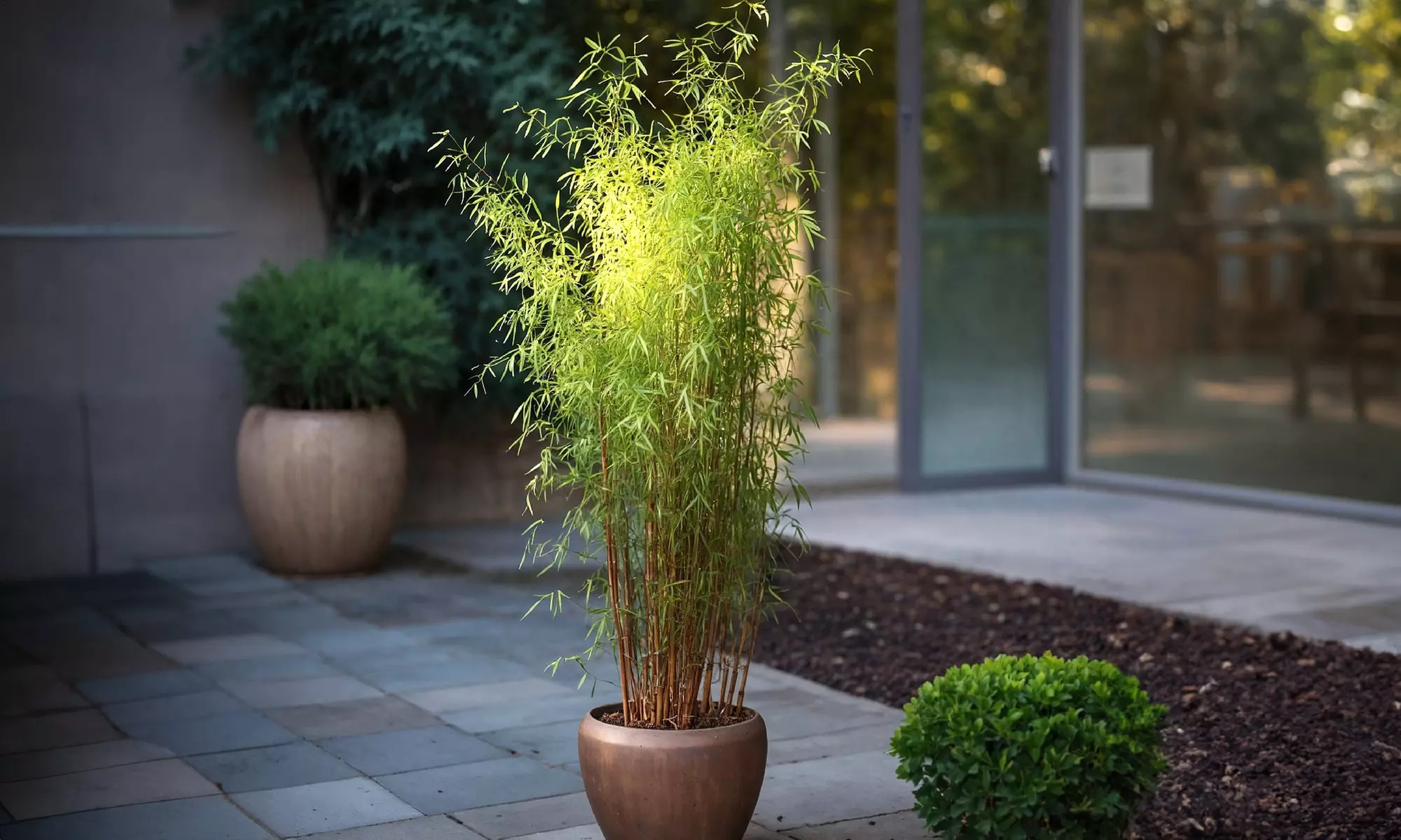 2x, 4x oder 6x Bambus „Red Dragon"