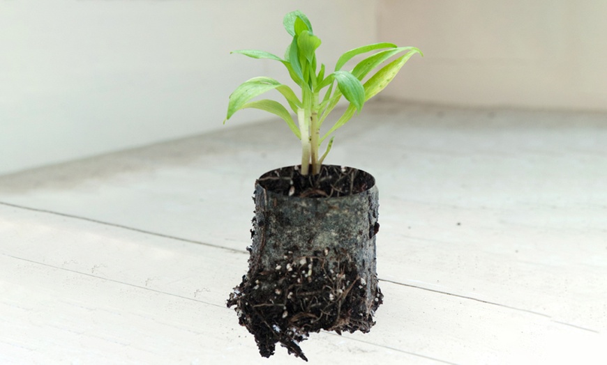 Image 4: Three Alstroemeria New Tree Everest Mix Plants