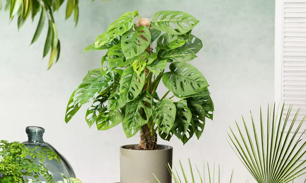 1 ou 2 plantes Monstera Monkey - Primary Image