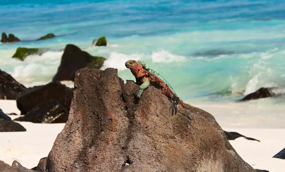 6-Day Galapagos Islands Tour with Airfare from Friendly Planet Travel. Price/Person Based on Double Occupancy. - Primary Image
