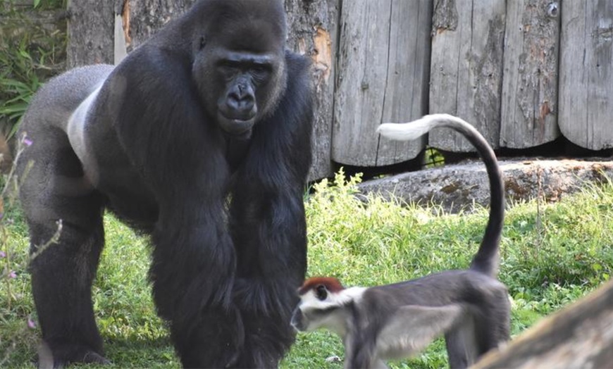 Image 2: Tageskarte - Allwetterzoo ʕ•ᴥ•ʔ