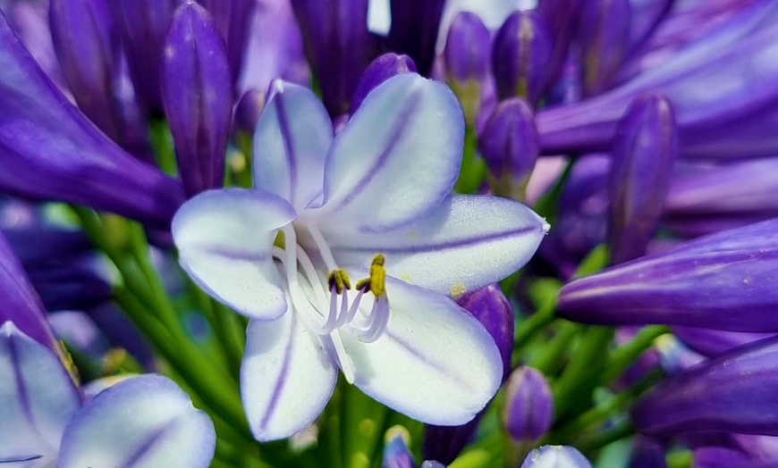 Image 1: Agapanthus Midnight Moon - Up to 3 Potted Plants