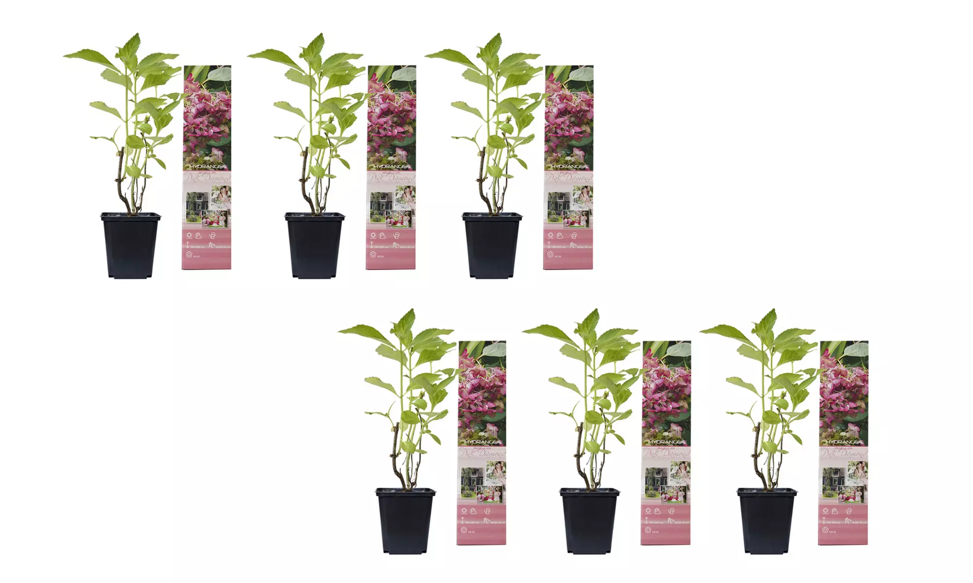 Set di 3 o 6 piante di Ortensia Pink Diamond, con spedizione gratuita - Image 5