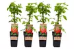 2 o 4 plantas frutales - Second Medium