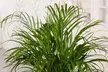 1 ou 2 palmiers Areca 100-120 cm, livrés en pot - Image 5