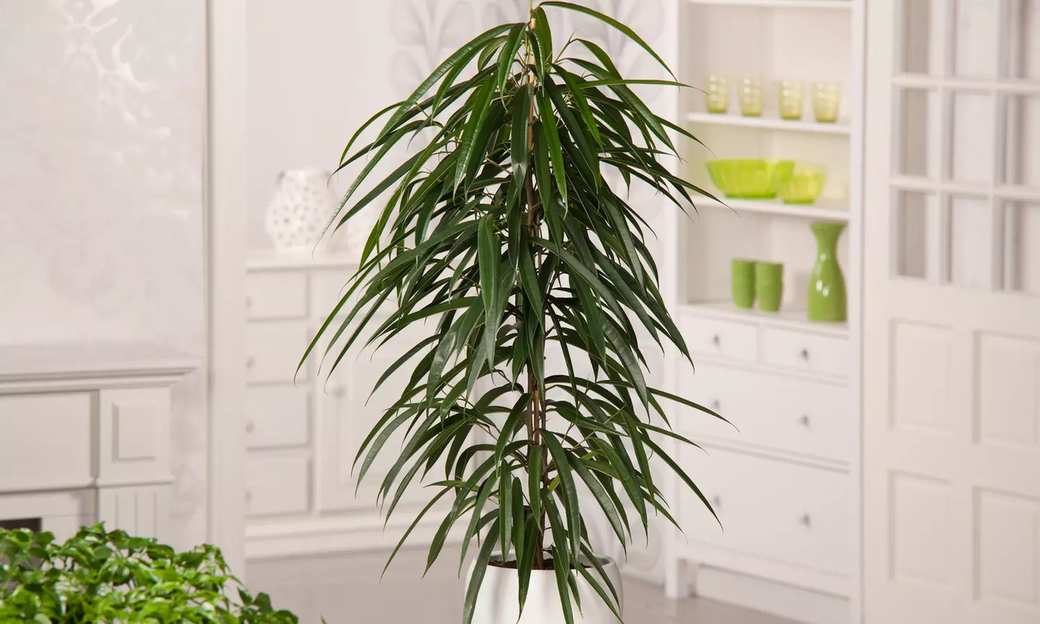 Ficus Pflanzen-Bundle, Verschiedene Blattfarben; Luftreinigend - Primary Image