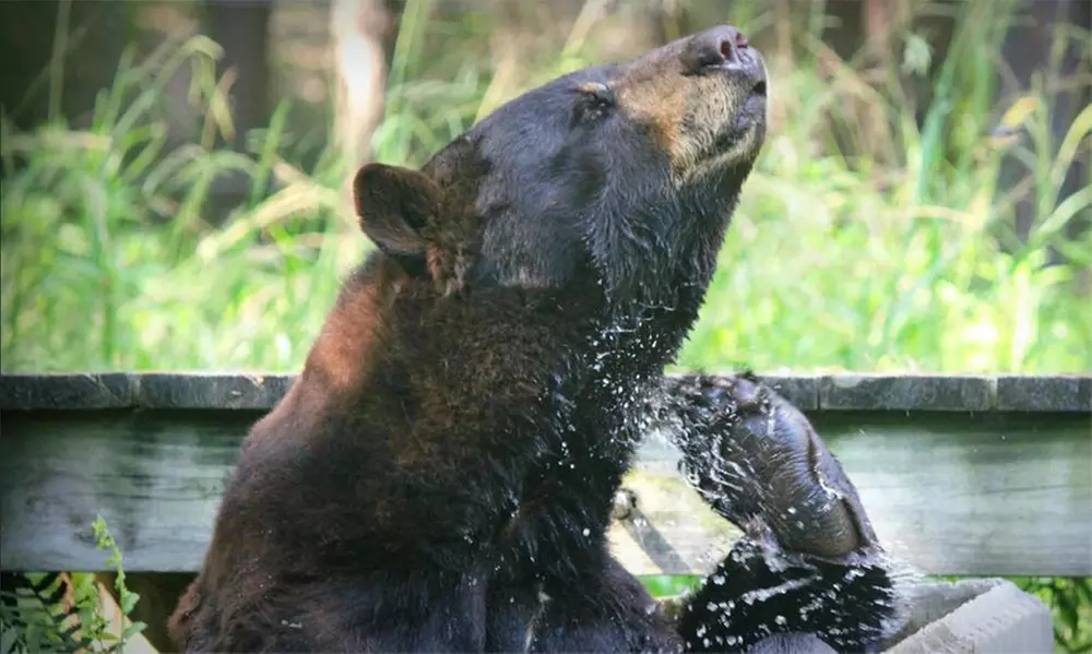 Admission for Two, Four, or Six to Okefenokee Swamp Park (Up to 43% Off) - Second Medium