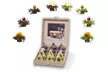 Creano Teeblüten-Geschenkbox (bis zu 2,75€/Stk) - Second Medium