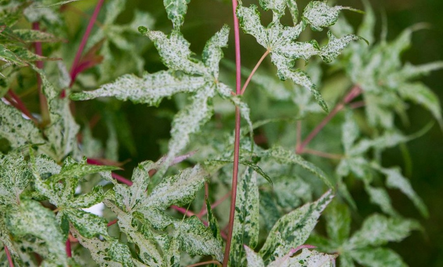 Image 4: Acer Palmatum 'Ukigumo' Potted Plant