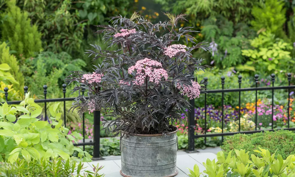 Lot de 2 arbustes de Sureau noir Sambucus nigra, livrés avec pot - Primary Image