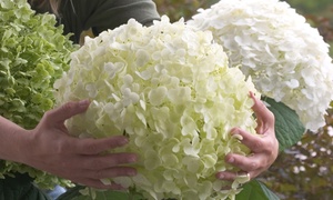 3-Litre Potted Strong Annabelle