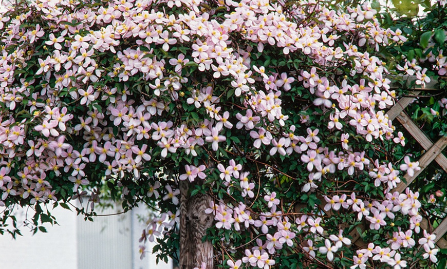 Image 1: Lot de 3 Clematis au choix