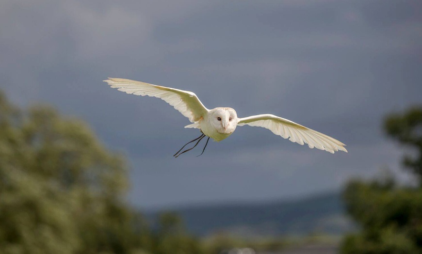 Image 14: Three-Hour Falconry Experience