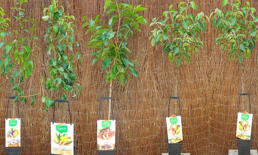 Image 8: Patio Fruit Trees