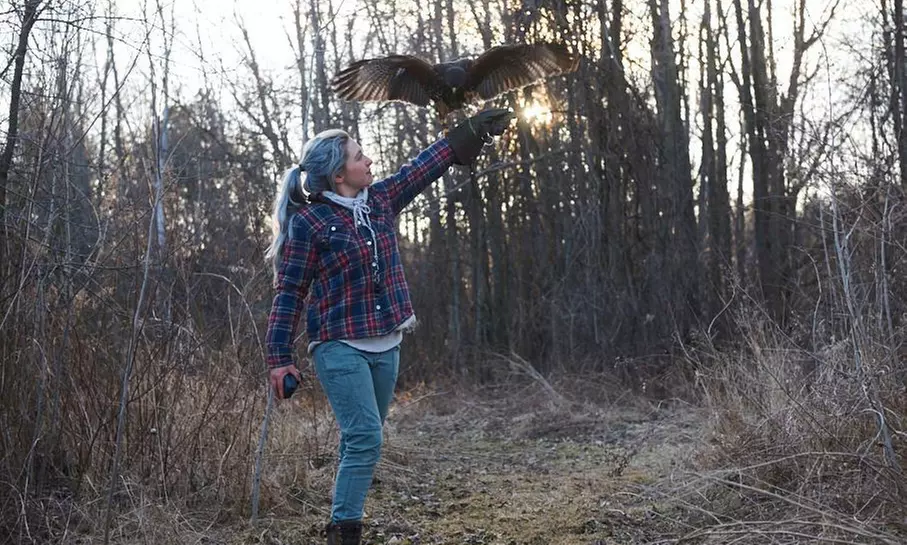 Falconry Experience for One or Two at Royal Canadian Falconry (Up to 25% Off) - Primary Image