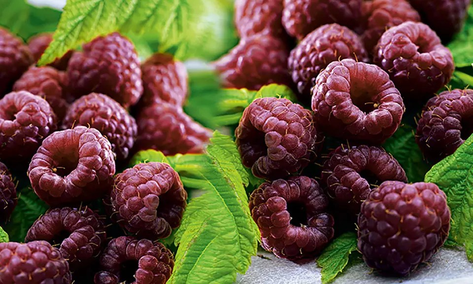 4er- oder 16er-Himbeere-Pflanzen-Set: Himbeere „TwoTimer Sugana“ + schwarze Himbeere  „Glen Coe“ - Second Medium