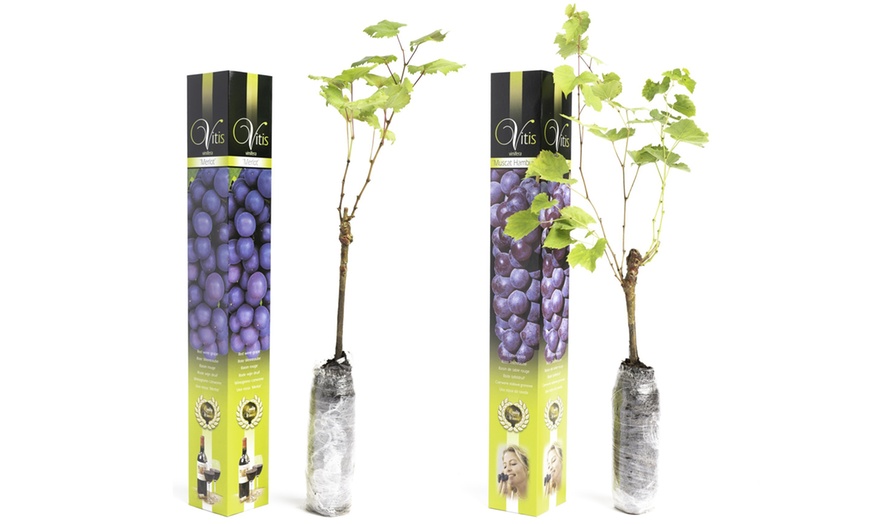 Image 2: 2x oder 4x Set-Traubenpflanzen „Vitis Vinifera“