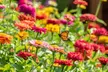 Hummingbird, Butterfly & Songbird Flower Seed Mats w/ Soil Block (1, 2, 3-Pack) - Second Medium