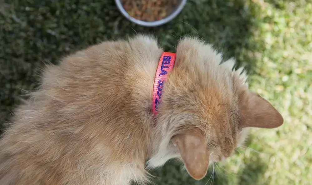 One, Two, Three, Five, or 10 Personalized Cat Collars from Qualtry (Up to 80% Off) - Second Medium
