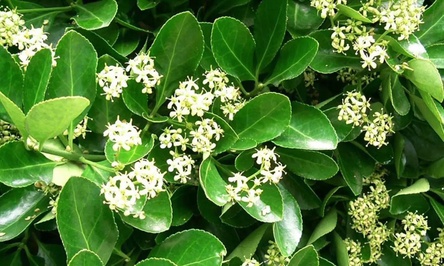 Lot de 10 fusains du Japon - Primary Image