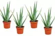 2, 4 oder 6 Pflanzen Aloe Vera inkl. Versand - Second Medium