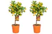 1x oder 2x Zitruspflanze XL: Calamondinorange, Zitrone oder Kumquat - Second Medium