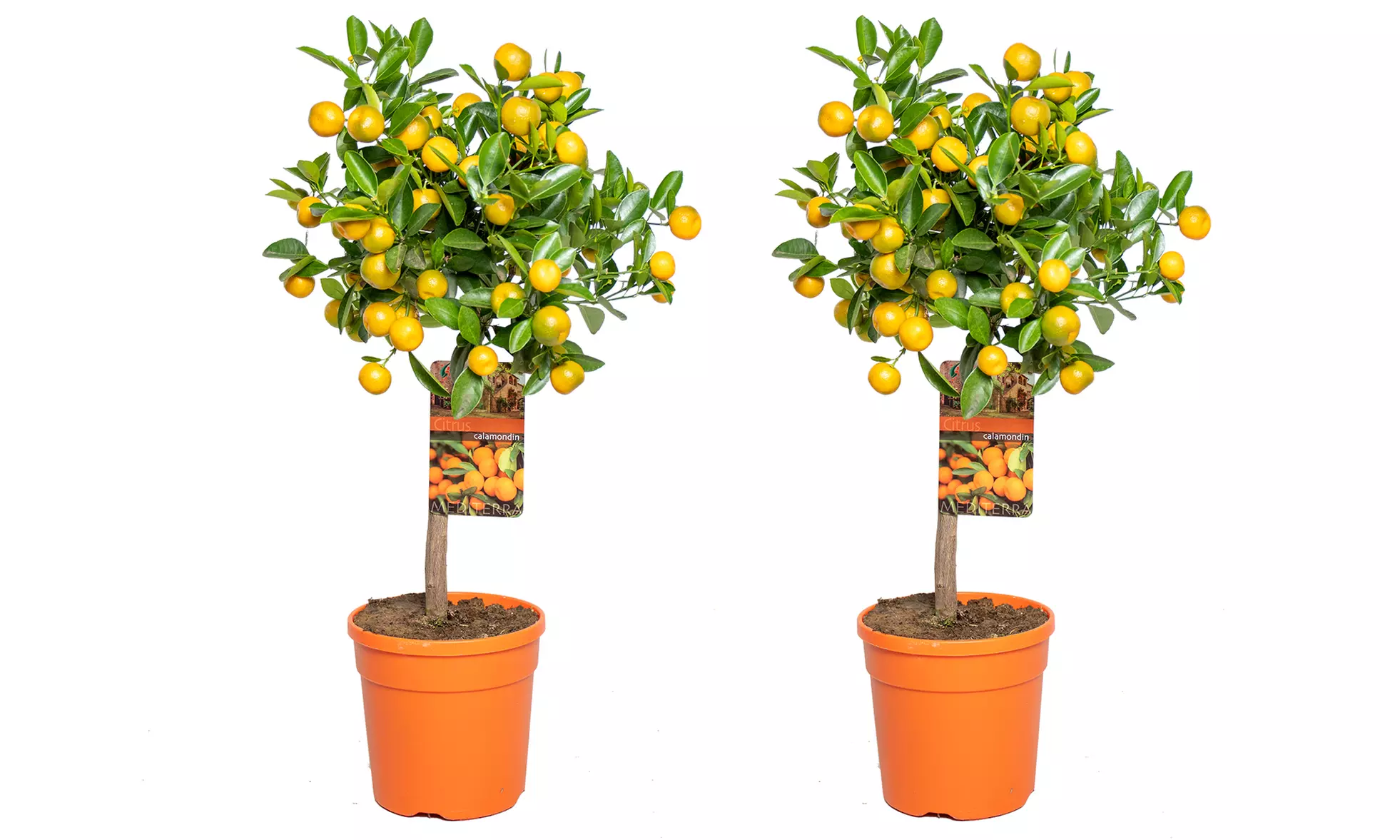 1x oder 2x Zitruspflanze: Calamondinorange, Zitrone oder Kumquat
