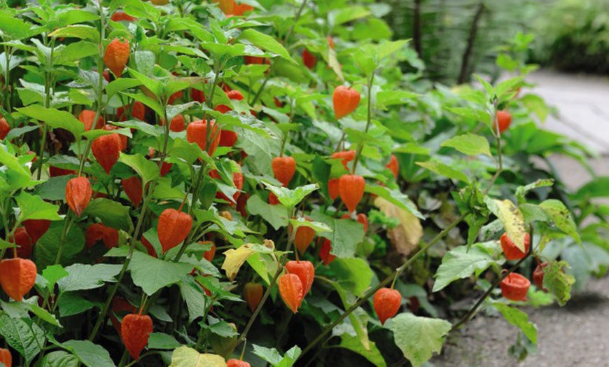 Image 1: Three or Six Physalis Chinese Lantern Plants