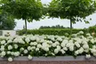 Hydrangea ‘Strong Annabelle’ - 1 or 2 Potted Plants - Image 2