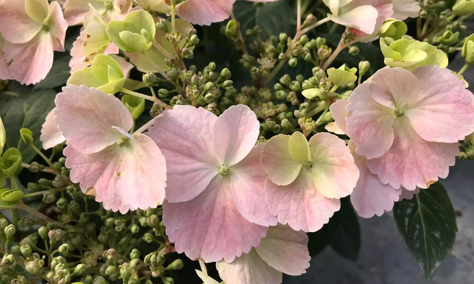 Hydrangea Plants - Up to 4 Potted Plants