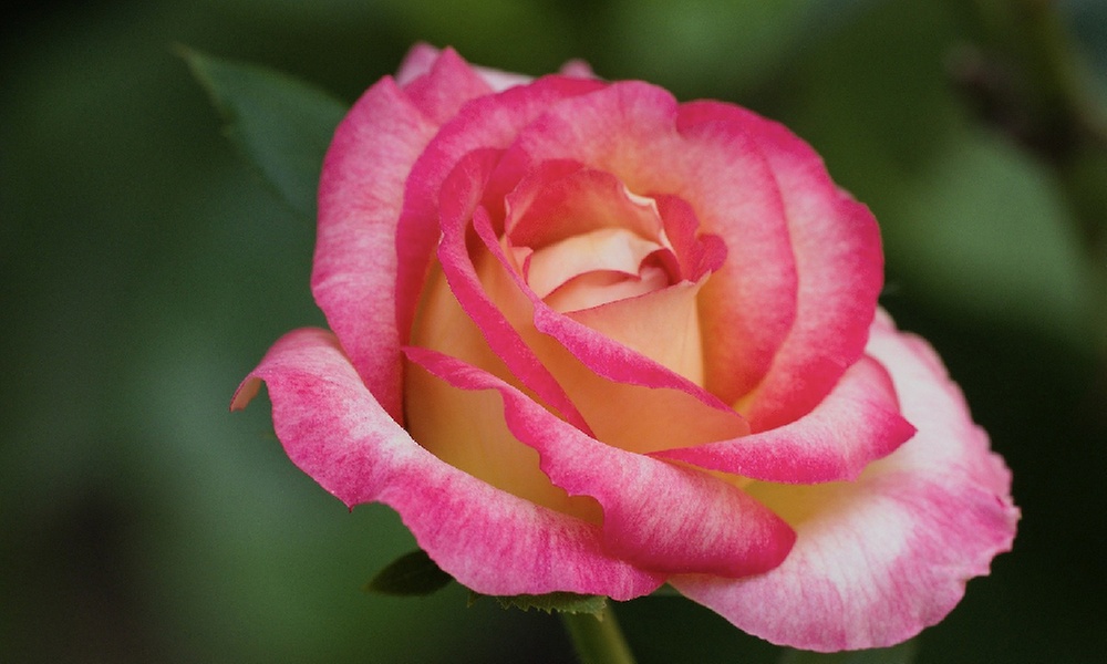 60-minute Cranial-Sacral Therapy, Emotional Release Session, and More