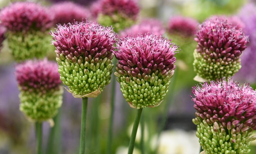 Image 6: Allium bloembollen