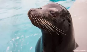 New York Aquarium Admission for One Child or Adult
