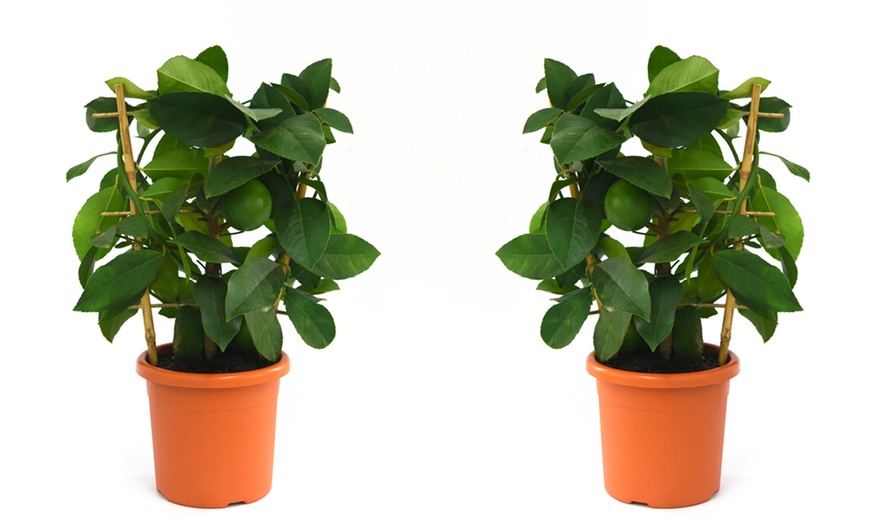 Image 4: Potted Citrus Fruit Plant