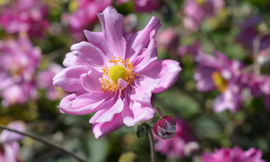 Image 2: Japanese Anemone Queen Charlotte – 1, 3 or 5 Potted Plants