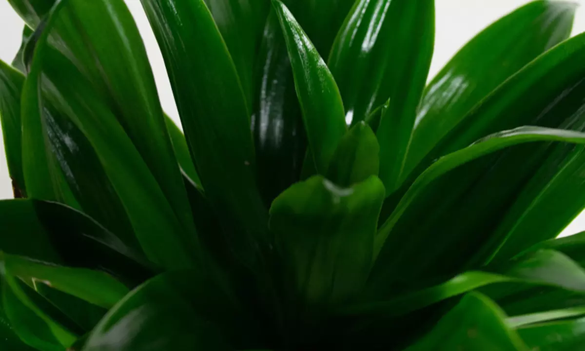 Collection exclusive de 5 plantes d'intérieur