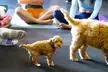 Find Relaxation with One, Three or, Seven Puppy Yoga Classes - 60 Min - Up to 50% Off - Second Medium