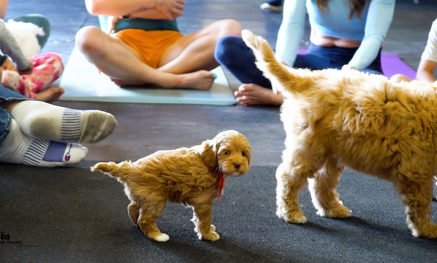 Image 2: Enjoy with One, Three or, Seven Puppy Yoga Classes - 60 Min 