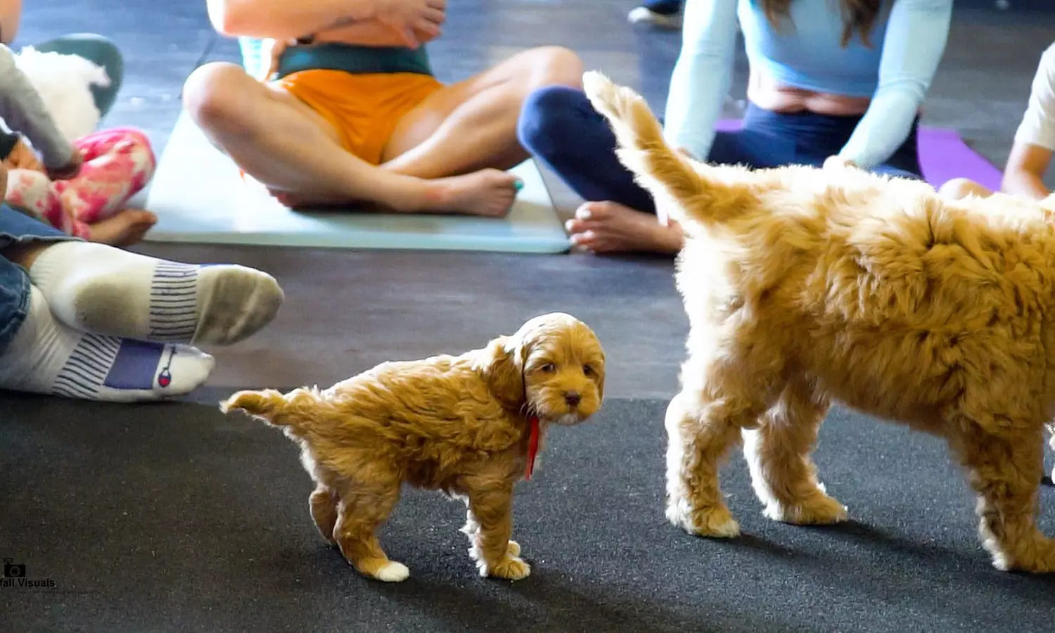 Enjoy with One, Three or, Seven Puppy Yoga Classes - 60 Min 